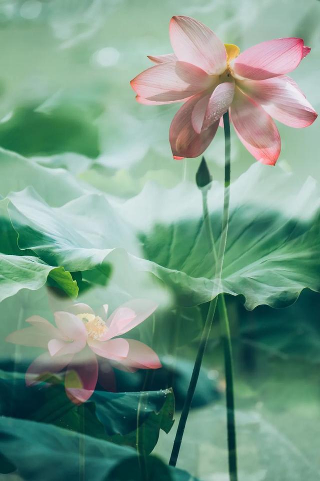 30首荷花诗词，荷风莲香，唯美了整个夏天(图9)