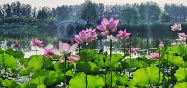 诗意荷塘：19句赞美荷花的绝美文案，美到窒息！(图1)