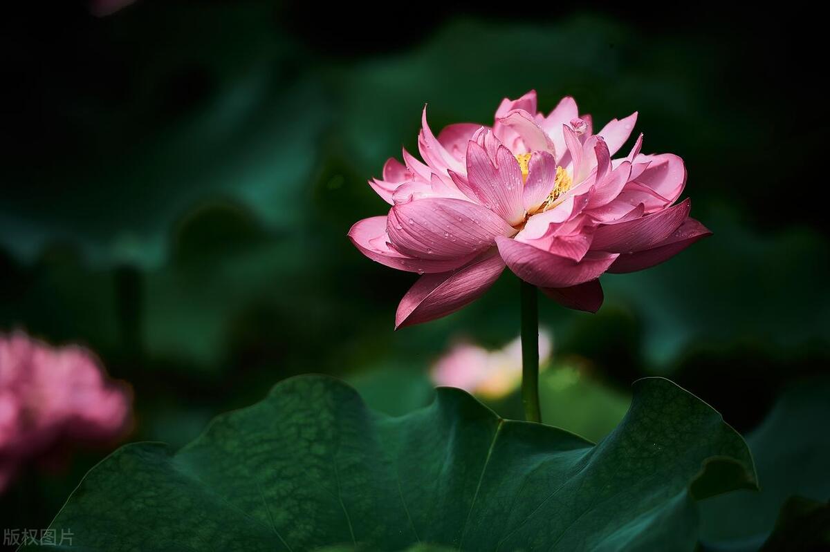 诗意荷塘：19句赞美荷花的绝美文案，美到窒息！(图2)