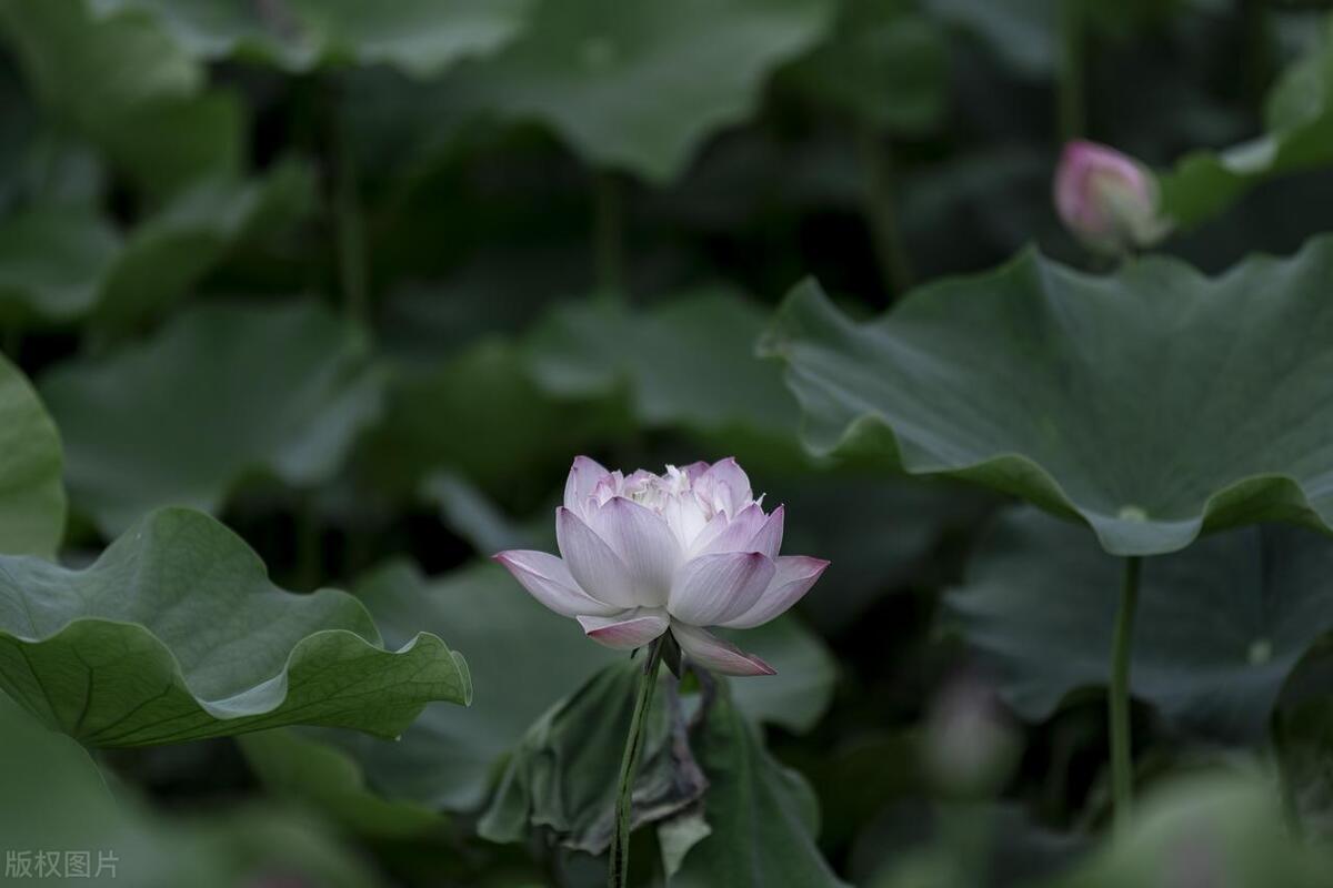 诗意荷塘：19句赞美荷花的绝美文案，美到窒息！(图4)