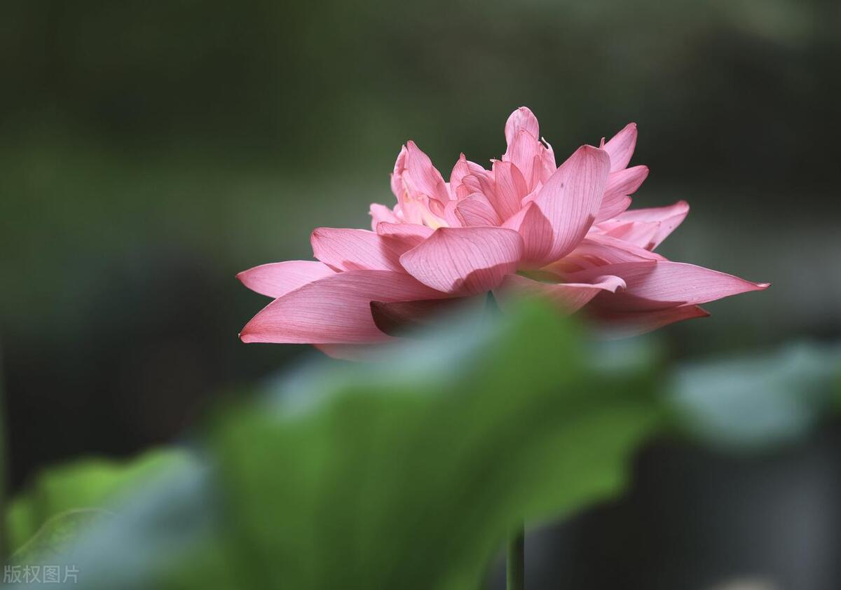 诗意荷塘：19句赞美荷花的绝美文案，美到窒息！(图5)