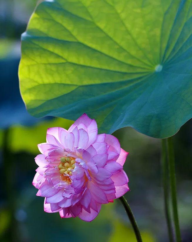 「诗词鉴赏」又是一年赏荷时，诗词里的荷花惊艳了整个夏天！(图1)