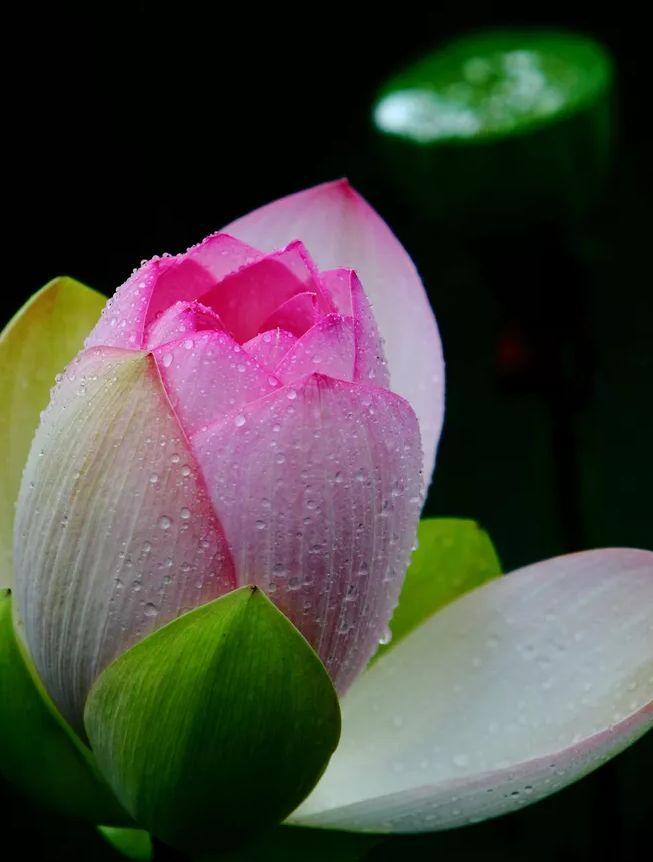 「诗词鉴赏」又是一年赏荷时，诗词里的荷花惊艳了整个夏天！(图7)