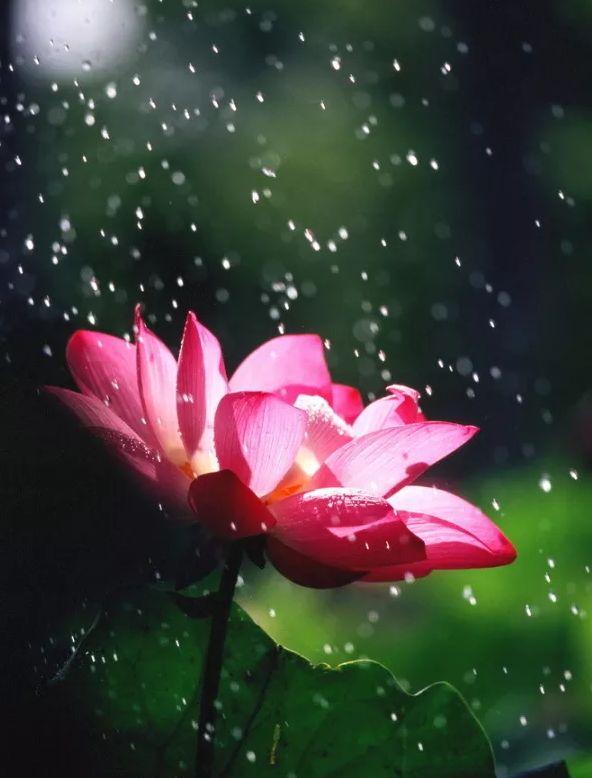 「诗词鉴赏」又是一年赏荷时，诗词里的荷花惊艳了整个夏天！(图10)