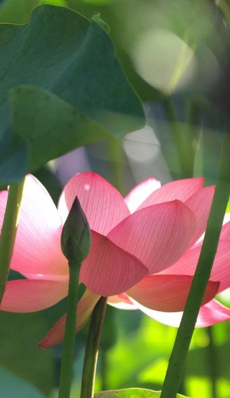 「诗词鉴赏」又是一年赏荷时，诗词里的荷花惊艳了整个夏天！(图13)