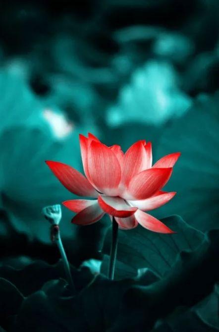 「诗词鉴赏」又是一年赏荷时，诗词里的荷花惊艳了整个夏天！(图16)