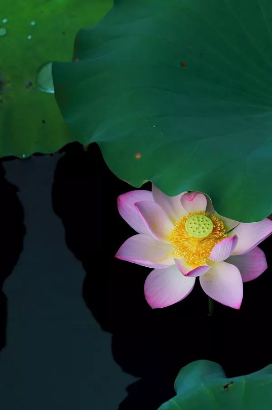 「诗词鉴赏」又是一年赏荷时，诗词里的荷花惊艳了整个夏天！(图19)