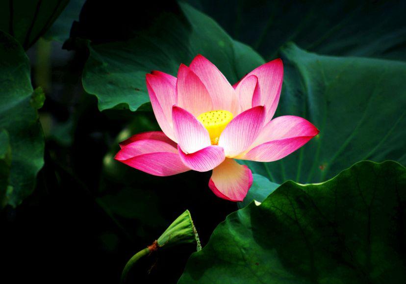 「诗词鉴赏」又是一年赏荷时，诗词里的荷花惊艳了整个夏天！(图22)