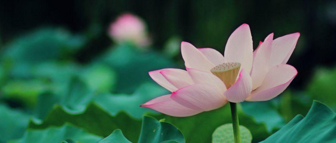 「诗词鉴赏」又是一年赏荷时，诗词里的荷花惊艳了整个夏天！(图28)