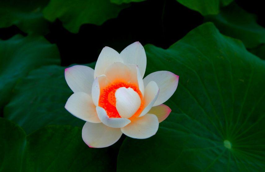 「诗词鉴赏」又是一年赏荷时，诗词里的荷花惊艳了整个夏天！(图31)