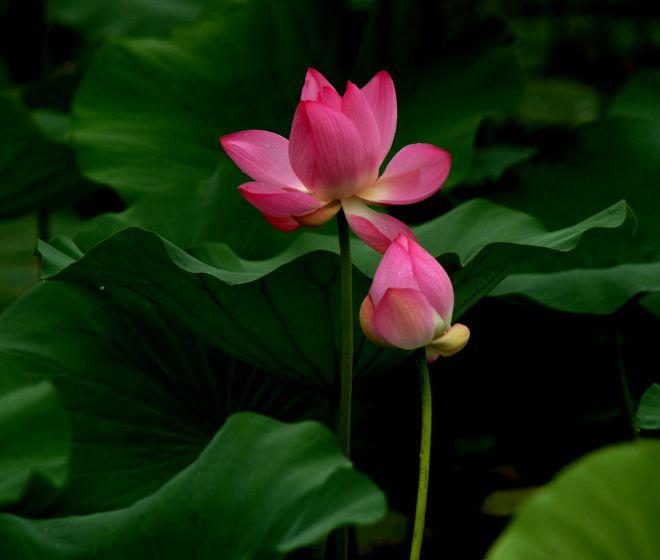 「诗词鉴赏」又是一年赏荷时，诗词里的荷花惊艳了整个夏天！(图34)