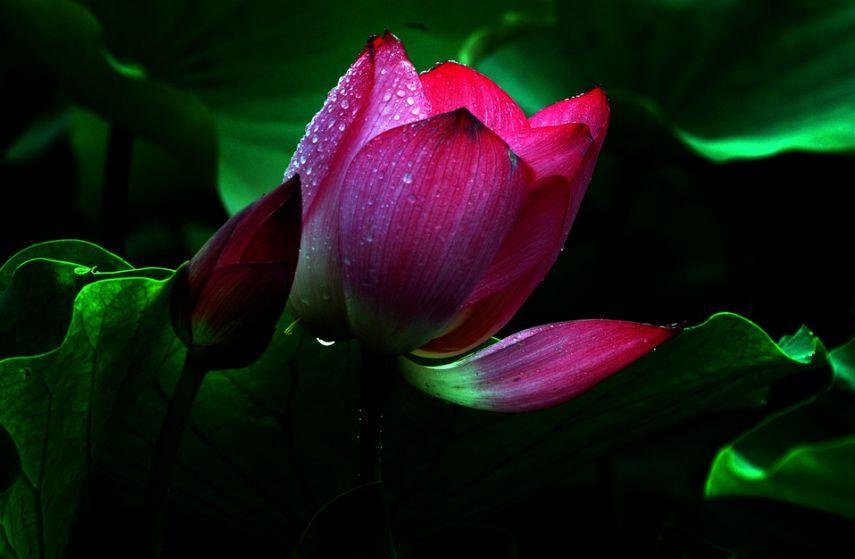 「诗词鉴赏」又是一年赏荷时，诗词里的荷花惊艳了整个夏天！(图37)