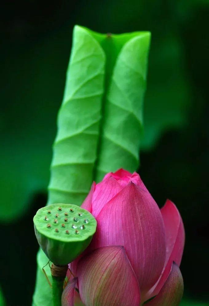 「诗词鉴赏」又是一年赏荷时，诗词里的荷花惊艳了整个夏天！(图40)