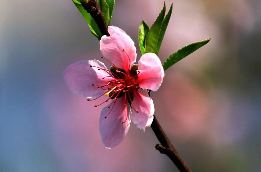 「诗词鉴赏」三月桃花开，十首桃花的诗词，惊艳了整个春天(图7)