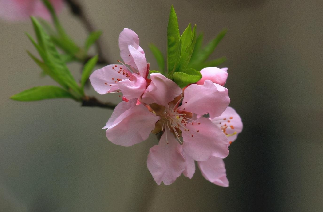 「诗词鉴赏」三月桃花开，十首桃花的诗词，惊艳了整个春天(图19)
