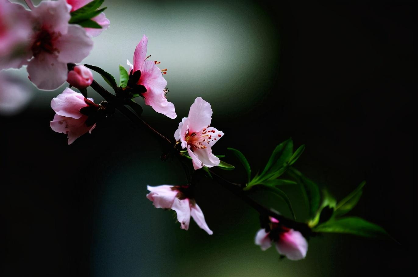 「诗词鉴赏」三月桃花开，十首桃花的诗词，惊艳了整个春天(图21)