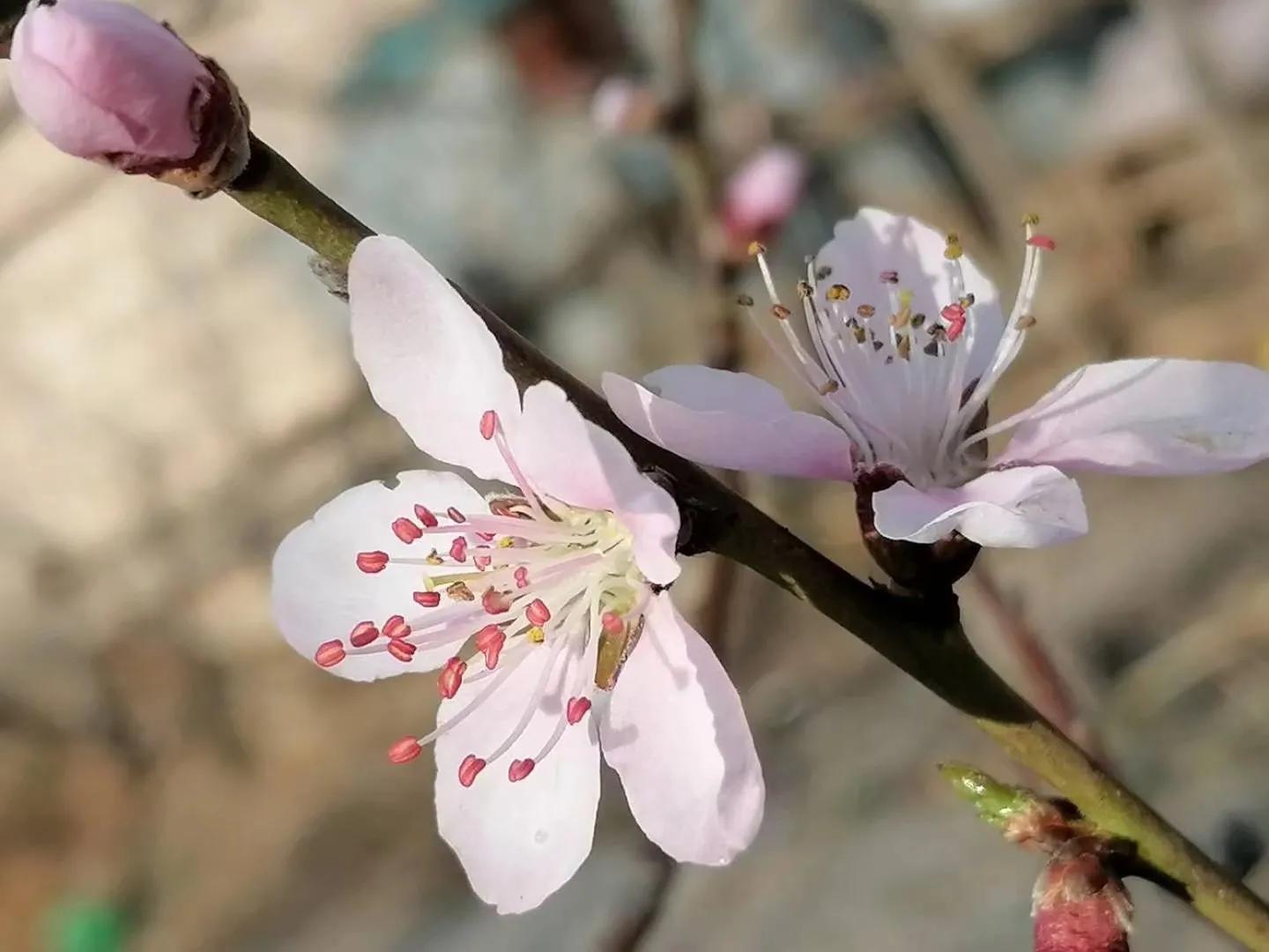 桃花的唯美句子(图1)