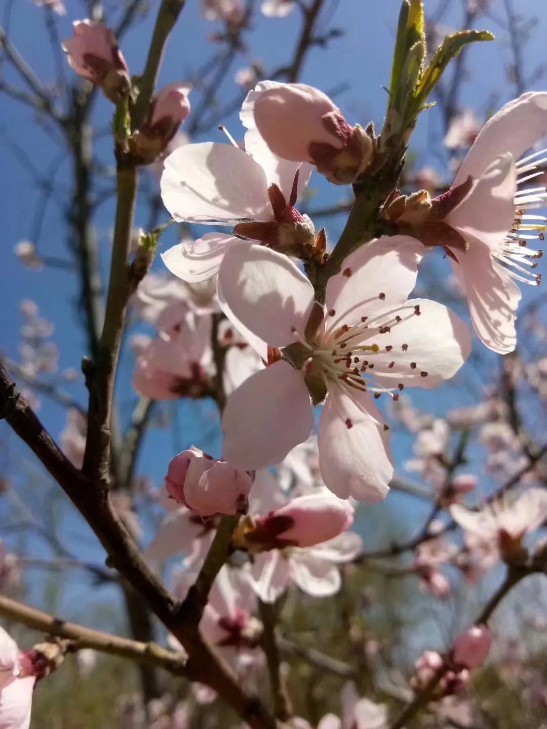 桃花的唯美句子(图2)