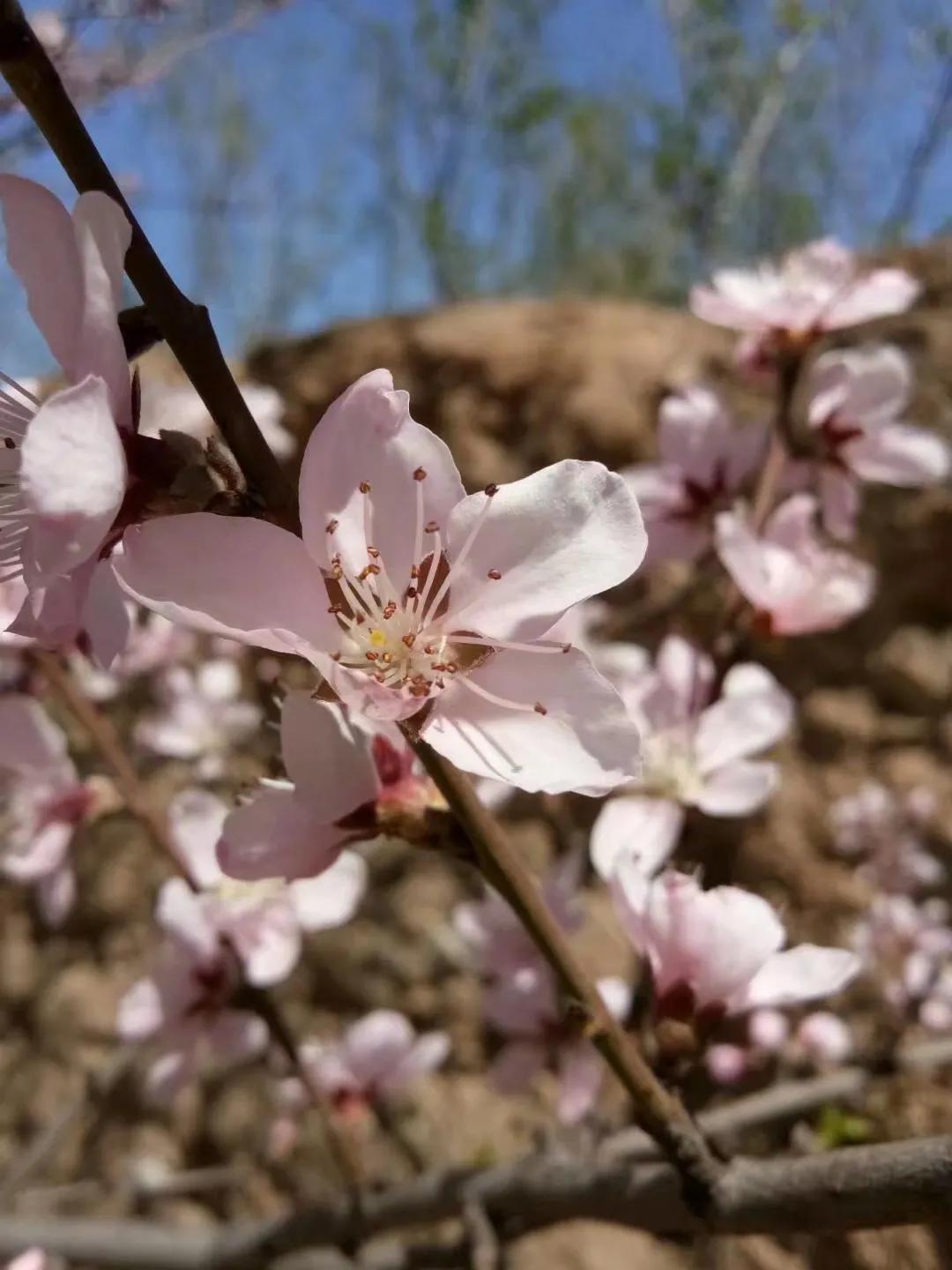 桃花的唯美句子(图3)