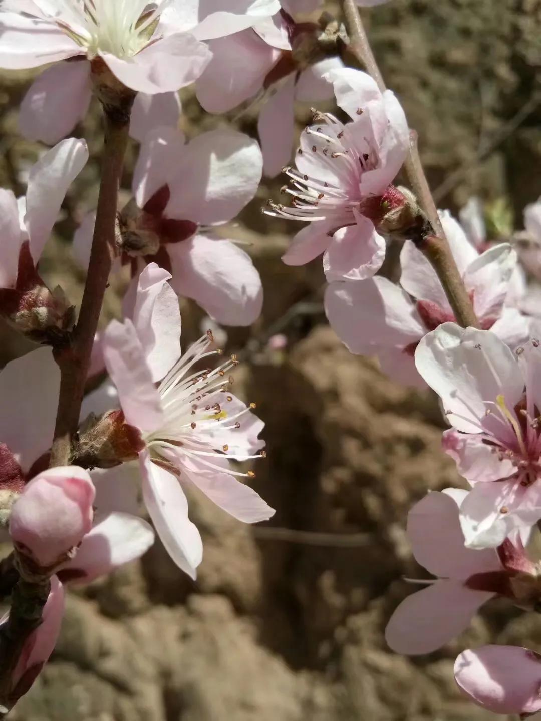 桃花的唯美句子(图4)