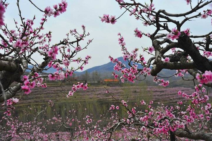 在那桃花盛开的地方，许你倾城爱恋，一世芳华(图1)