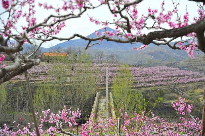 在那桃花盛开的地方，许你倾城爱恋，一世芳华(图2)