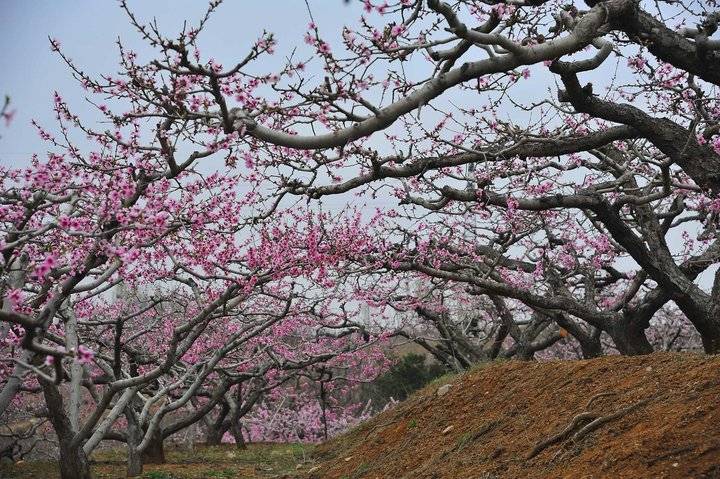 在那桃花盛开的地方，许你倾城爱恋，一世芳华(图4)