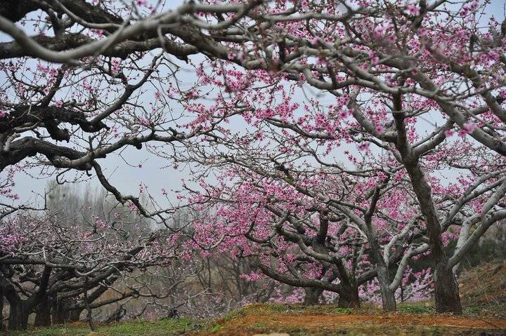 在那桃花盛开的地方，许你倾城爱恋，一世芳华(图5)