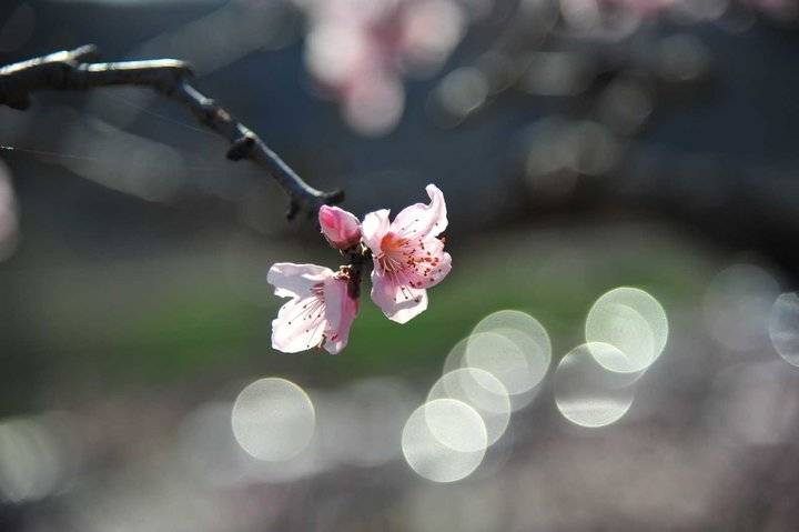 在那桃花盛开的地方，许你倾城爱恋，一世芳华(图6)