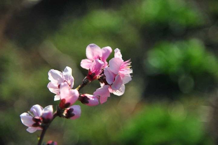 在那桃花盛开的地方，许你倾城爱恋，一世芳华(图9)