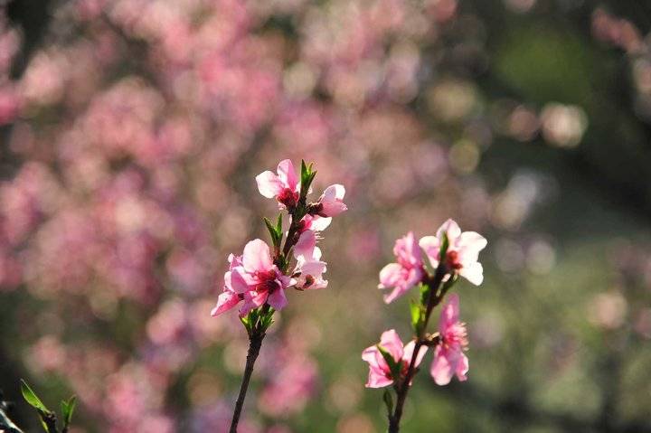 在那桃花盛开的地方，许你倾城爱恋，一世芳华(图10)