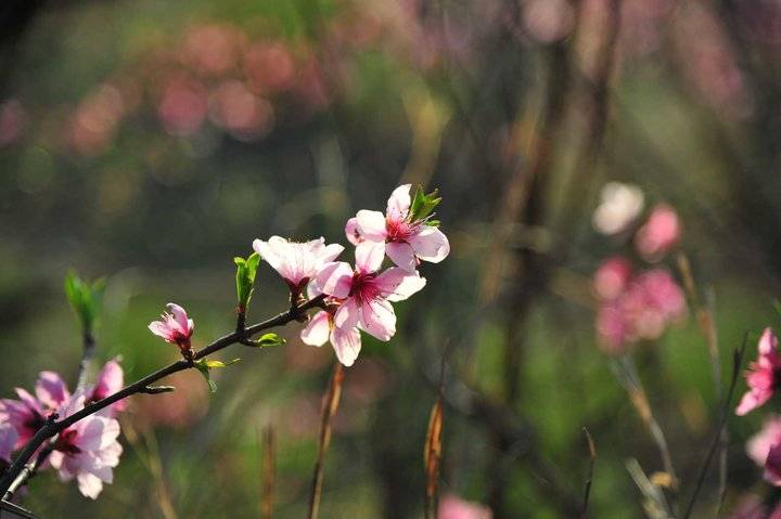 在那桃花盛开的地方，许你倾城爱恋，一世芳华(图11)