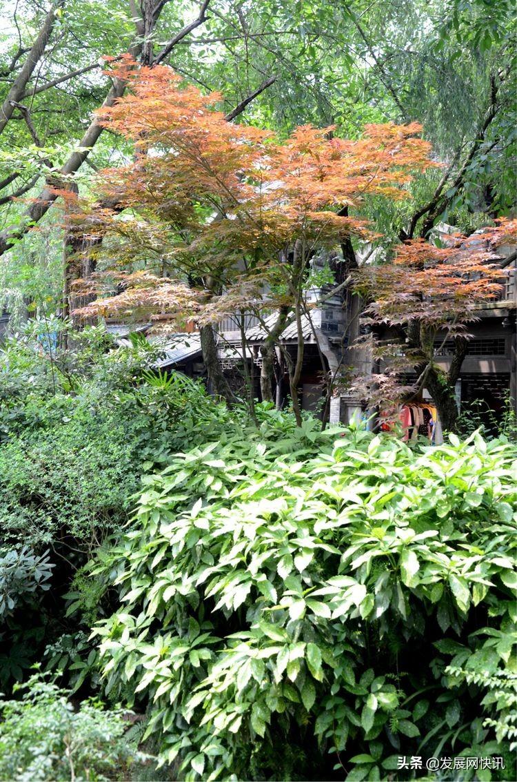 浓郁成都味，精彩黄龙溪(图2)