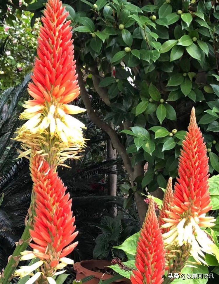 浓郁成都味，精彩黄龙溪(图3)