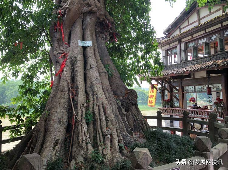 浓郁成都味，精彩黄龙溪(图89)