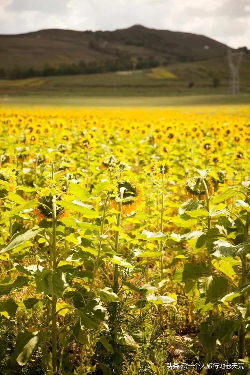 夏天最美的12条自驾线，未来三个月沿途美成天堂，第一条就想出发(图72)