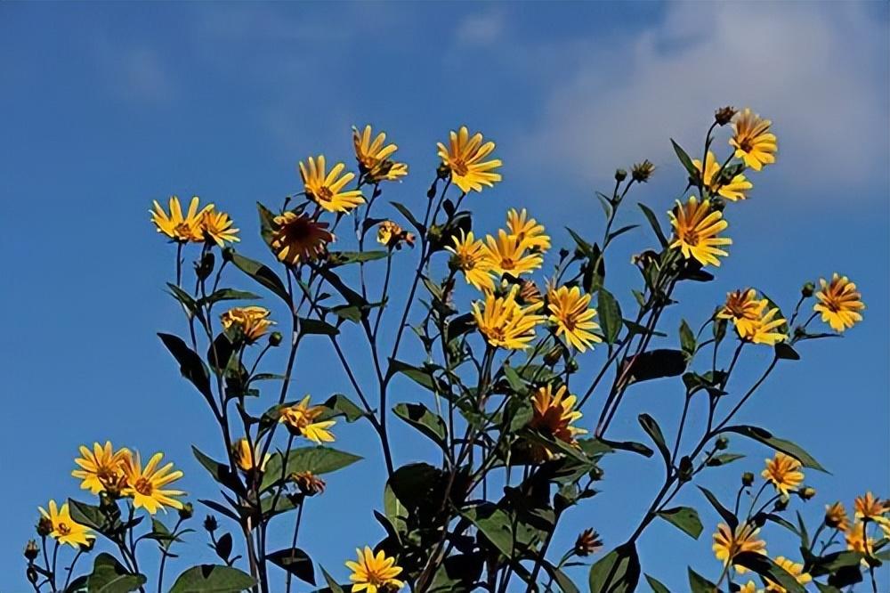 心灵之旅：20句旅行心情句子，唤醒你的探索欲望(图3)