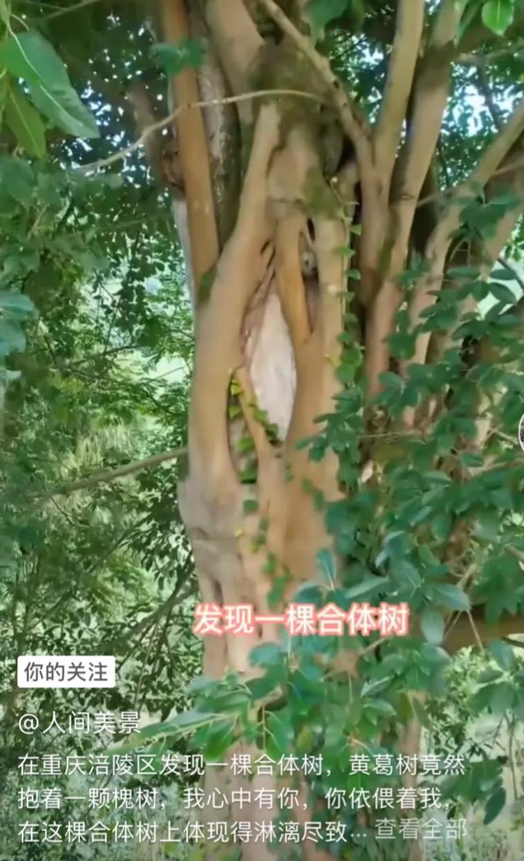 作文巧开头技法二：倒叙开头(图1)