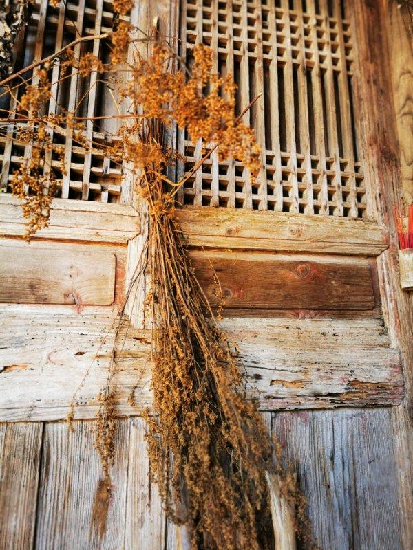 鲁邹随笔丨六月雪,夏天的味道(图5) 鲁邹随笔丨六月雪,夏天的味道(图5)