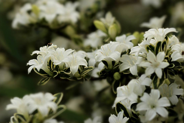 六月雪有什么寓意，怎么养？(图1)