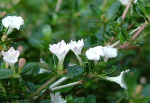 六月雪有什么寓意，怎么养？(图3)