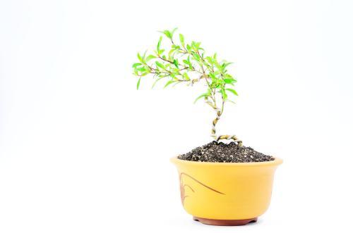 六月雪有什么寓意，怎么养？(图4)