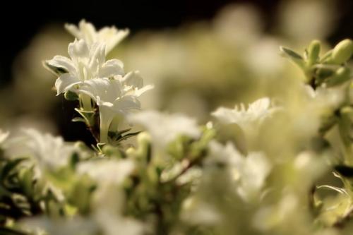 六月雪有什么寓意，怎么养？(图5)