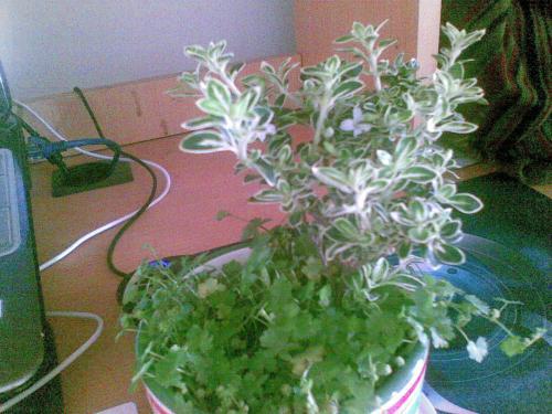 六月雪有什么寓意，怎么养？(图6)