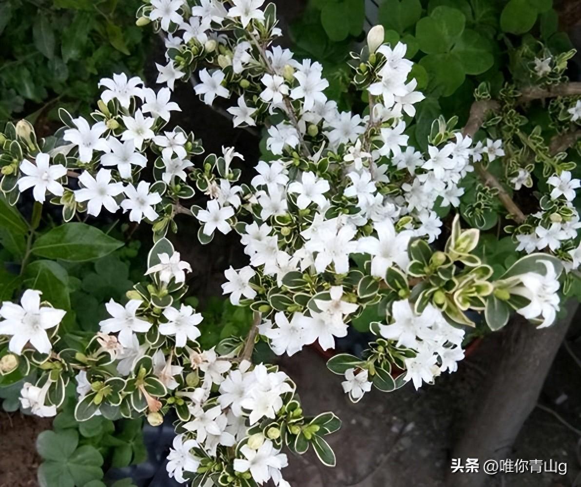 夏季的清新使者——六月雪(图1)