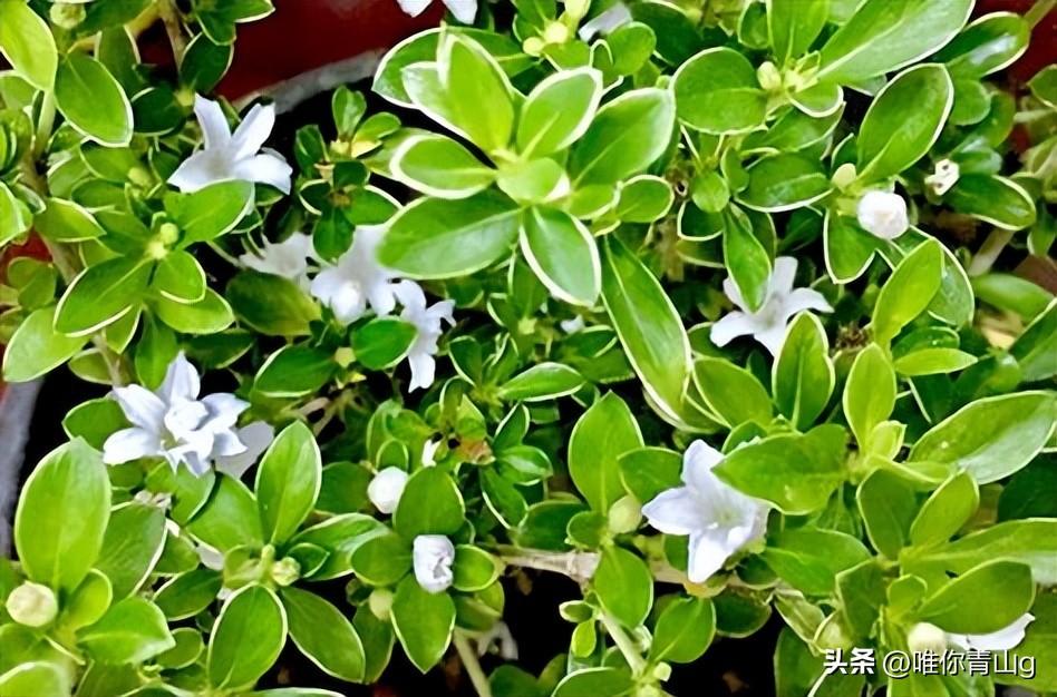 夏季的清新使者——六月雪(图4)