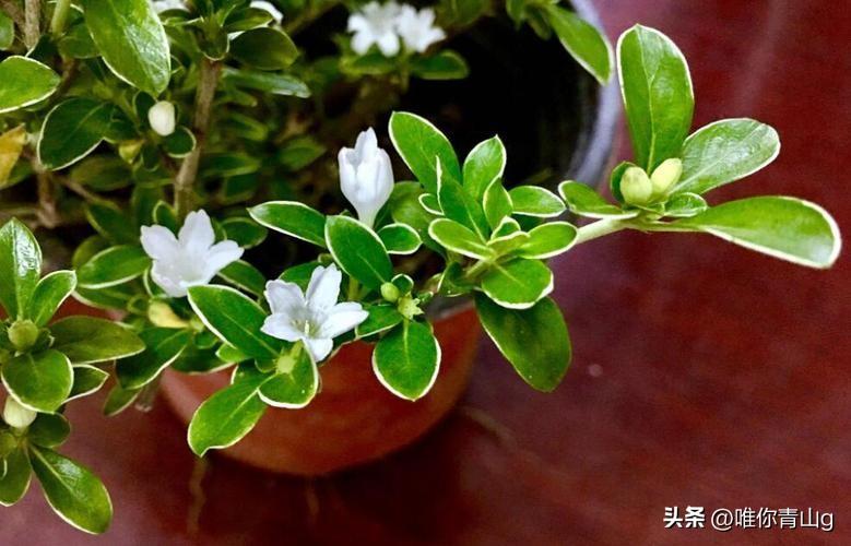 夏季的清新使者——六月雪(图5)