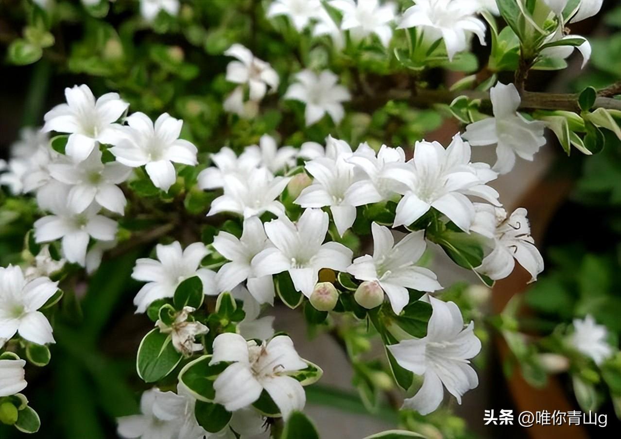 夏季的清新使者——六月雪(图6)