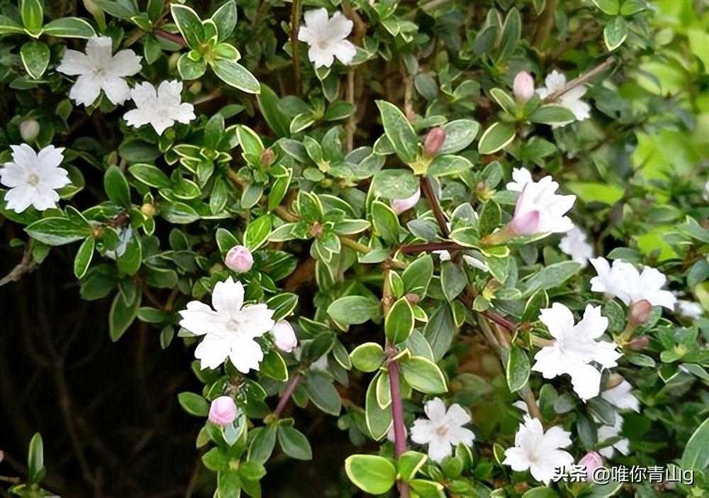 夏季的清新使者——六月雪(图7)