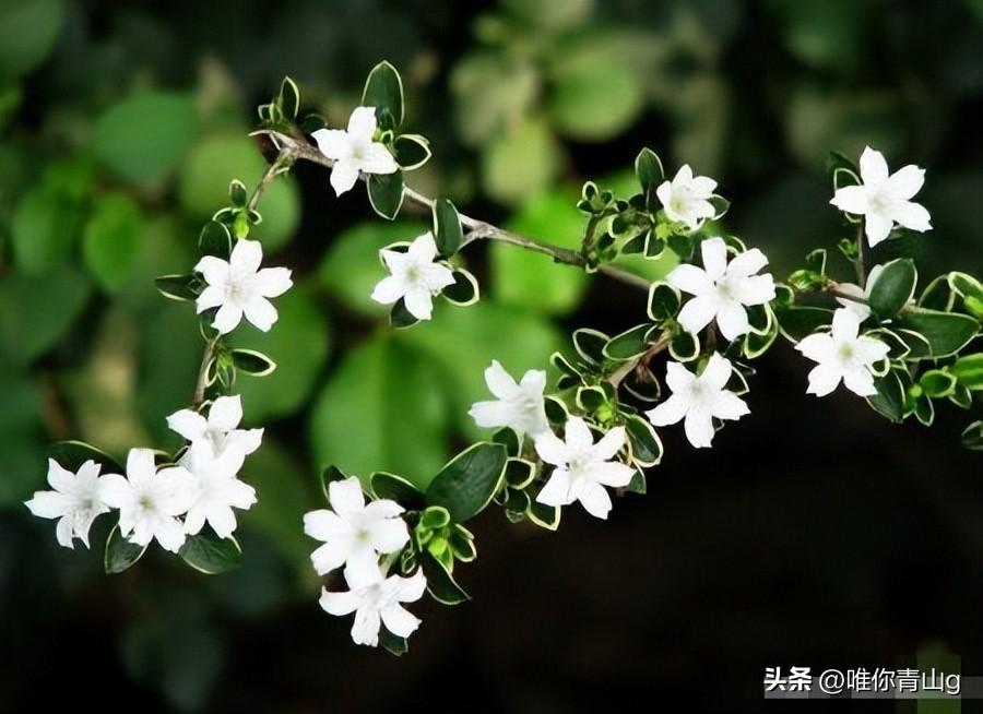 夏季的清新使者——六月雪(图8)